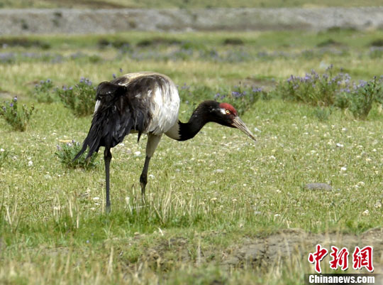 西藏野生動物遷徙繁殖季受全面保護