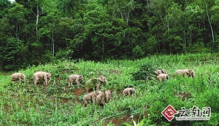 西雙版納為野象建