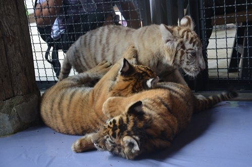 老虎王國“愛心志愿者”報(bào)名火爆 野生動(dòng)物園再增3個(gè)名額