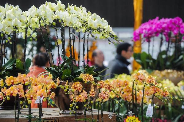 杭州“鮮花超市”萬盆鮮花迎新春