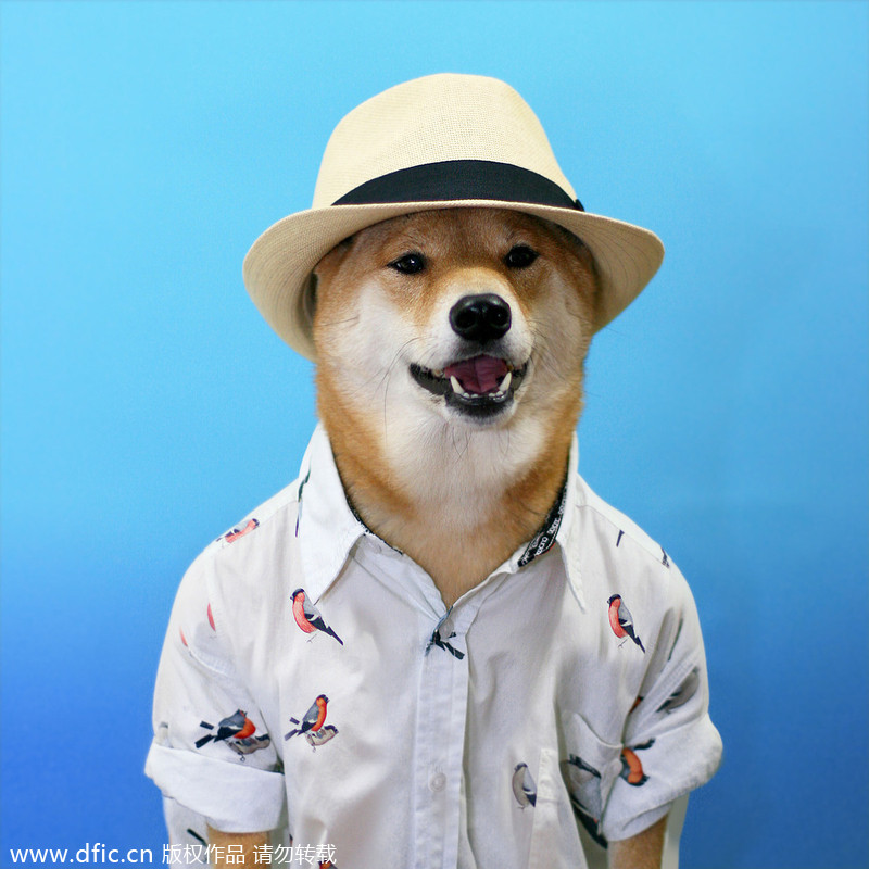 Trend watch: Stylish Dog goes viral