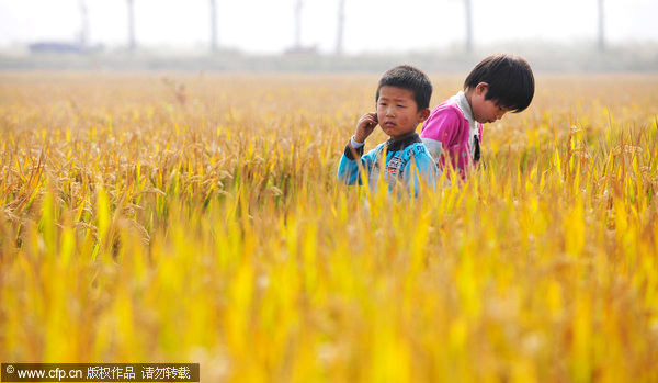 GM rice passes safety tests in China