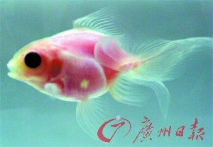 日本培育出透明金魚(yú) 可清晰看見(jiàn)內(nèi)臟