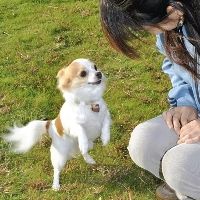 小身材也有大作為 吉娃娃犬加入日本警犬隊伍