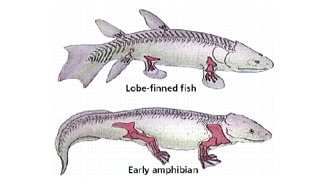 西班牙科學家培育出長“腿”斑馬魚 有望再現(xiàn)進化過程