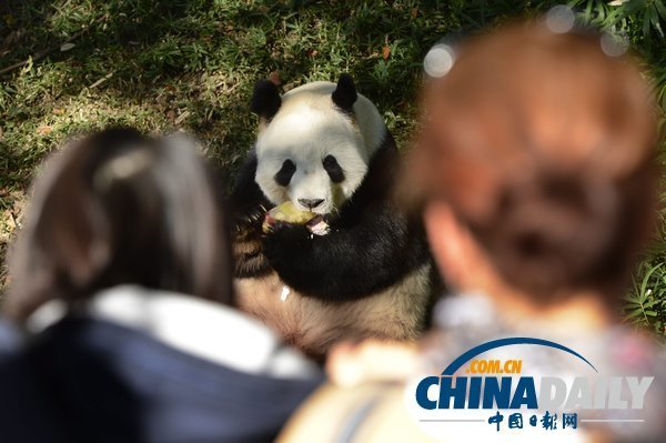 美國華盛頓一動物園重開 大熊貓“添添”可愛亮相（組圖）