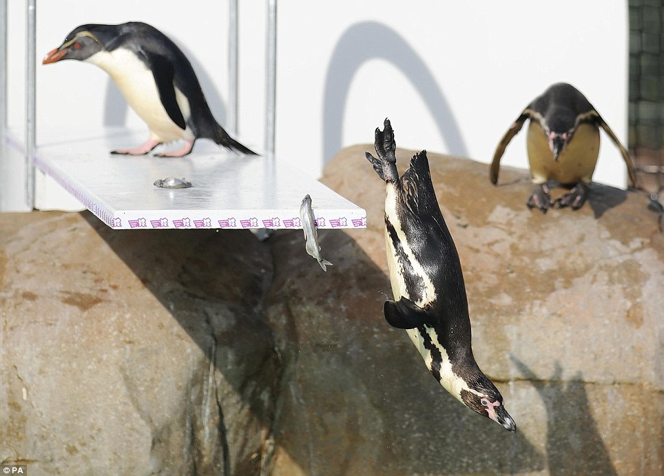 倫敦動(dòng)物園搭建奧運(yùn)跳板 企鵝健將一展跳水英姿