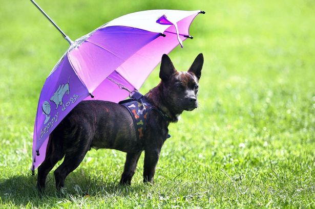 狗狗專用寵物傘在英國上市 雨天遛狗更舒心