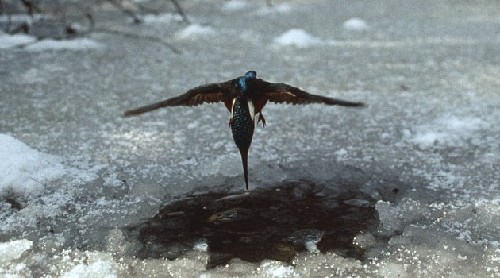 為捕魚翠鳥扎進冰層不畏寒 知更鳥偷師學藝鉆冰窟