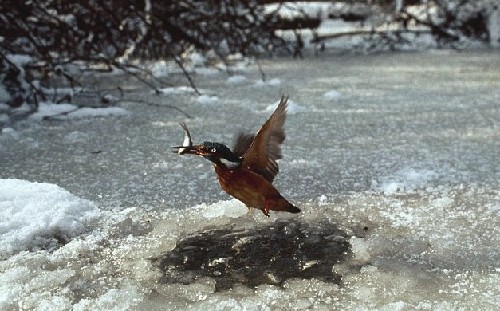 為捕魚翠鳥扎進冰層不畏寒 知更鳥偷師學(xué)藝鉆冰窟