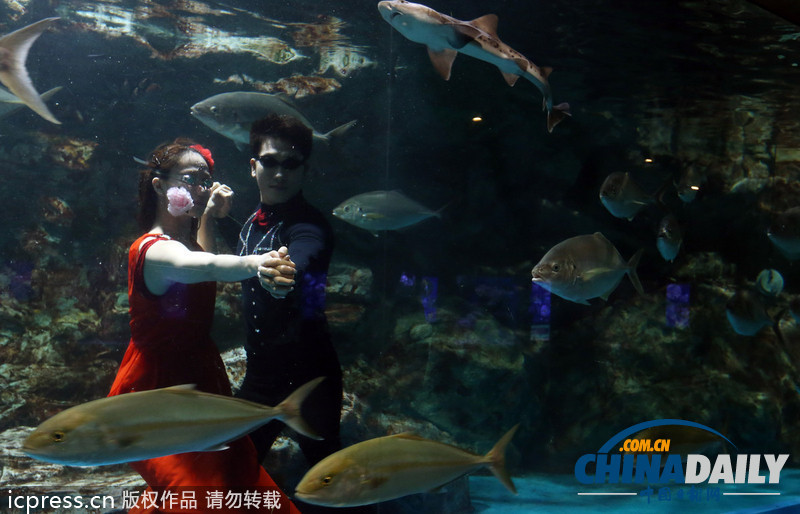 韓國首爾水族館推出新節(jié)目 水中探戈舞姿優(yōu)雅（組圖）