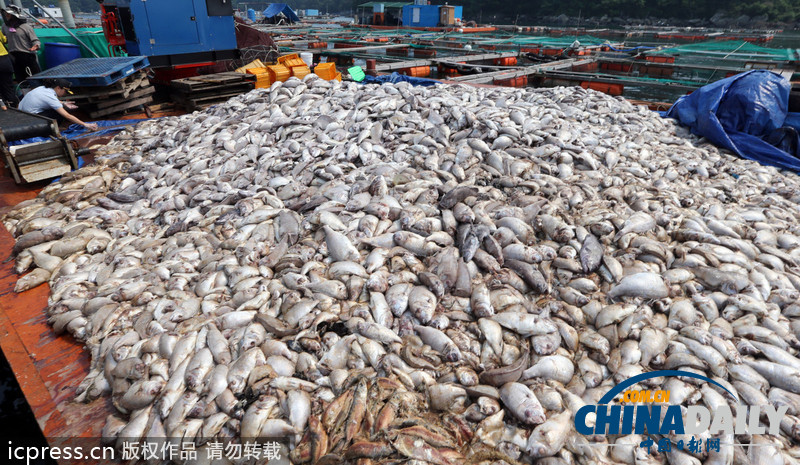 韓國赤潮致死魚成堆 漁民投黃土應(yīng)對（高清組圖）