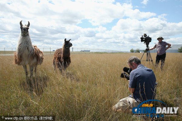 芝加哥機場引進數(shù)十只山羊等動物應對百畝過密灌叢植