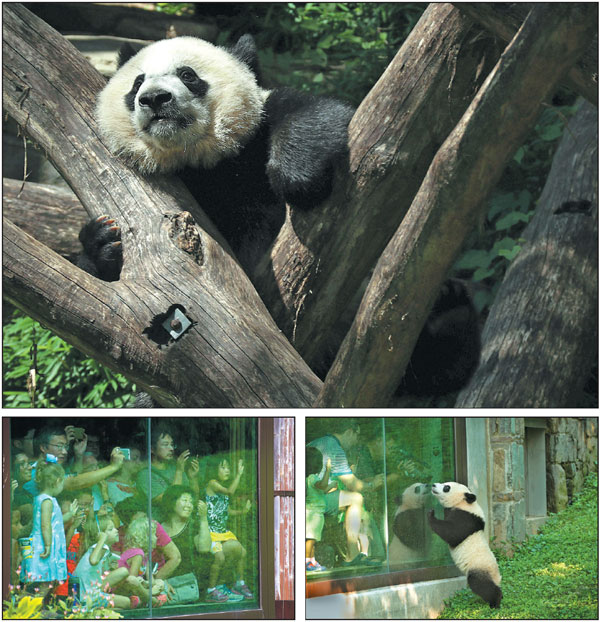 Panda love endures across the Pacific