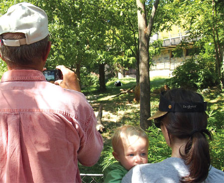 It's a girl! DC panda cub thrives