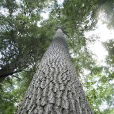 Getting to the root of how to water trees