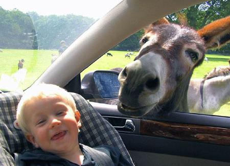 Drive through zoo 當(dāng)人類從動(dòng)物園駛過(guò)