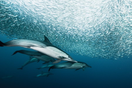 Dolphins enjoy sardine feeding frenzy