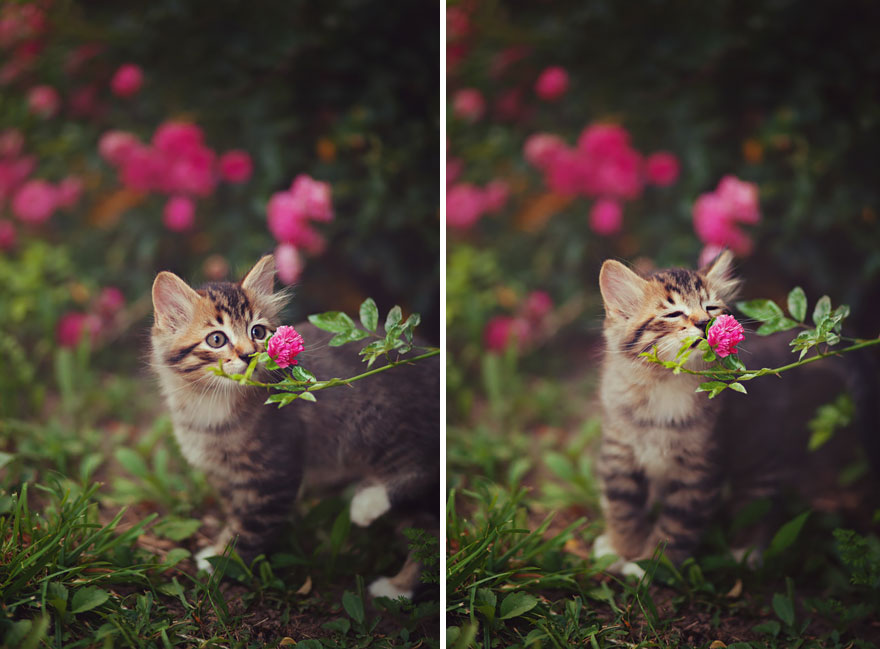 萌化了：聞花的動物們（組圖）