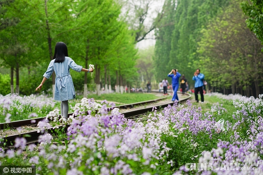 大好春光豈可負(fù)？世界各地盡享花海美景（組圖）