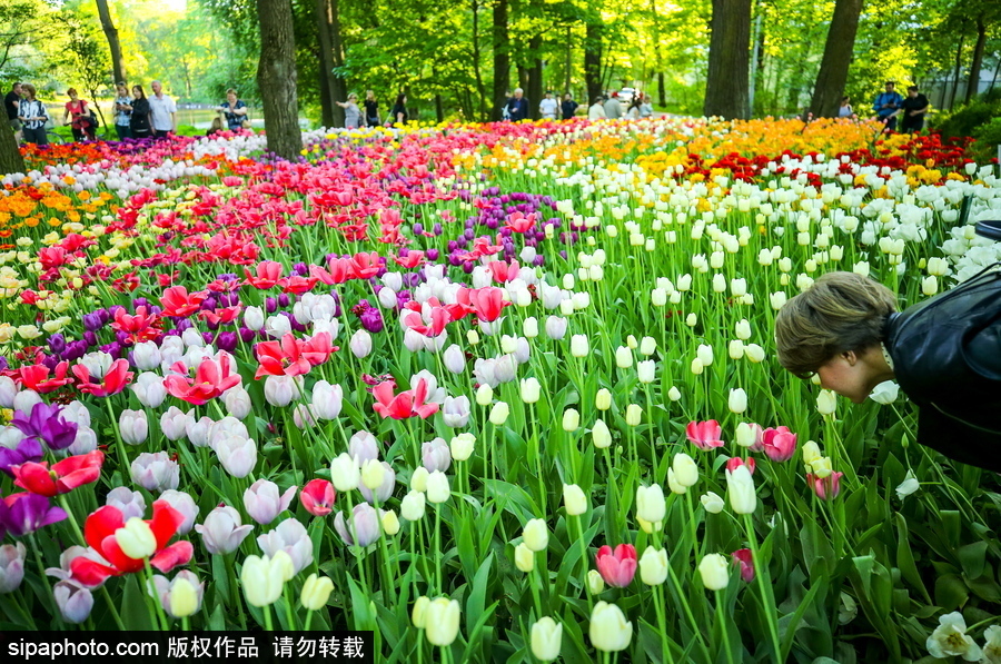 郁金香花節(jié)在俄羅斯圣彼得堡舉行 五顏六色花海迎客（組圖）