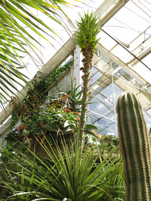 英國(guó)罕見“食羊植物”開花