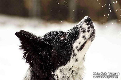 雪中的可愛小動物