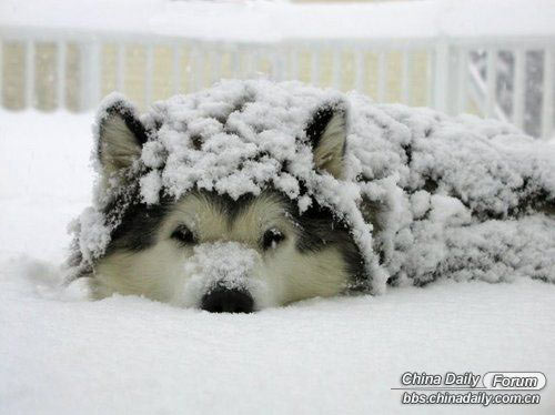 雪中的可愛小動物