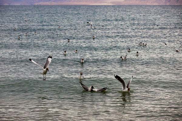 Pangong Tso Lake in Tibet