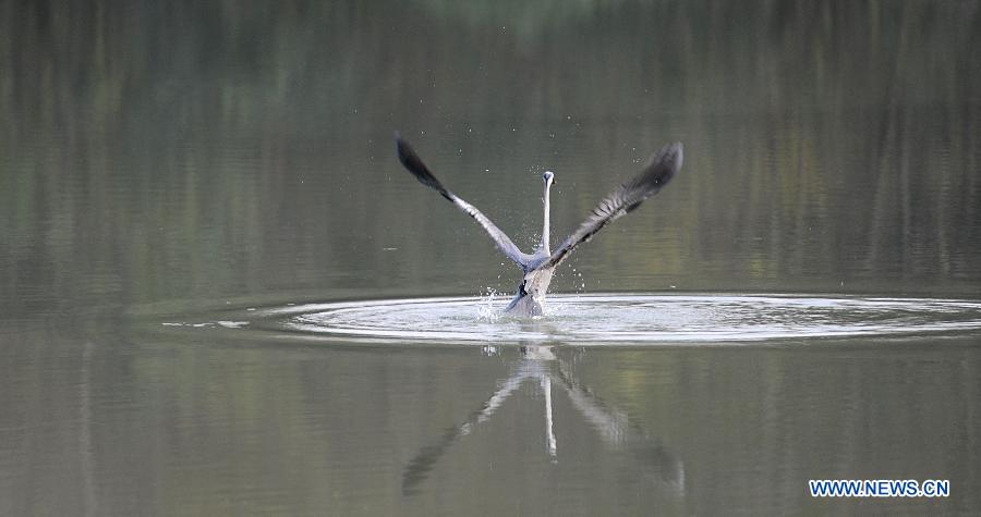 Egrets look for food in Chengdu's river