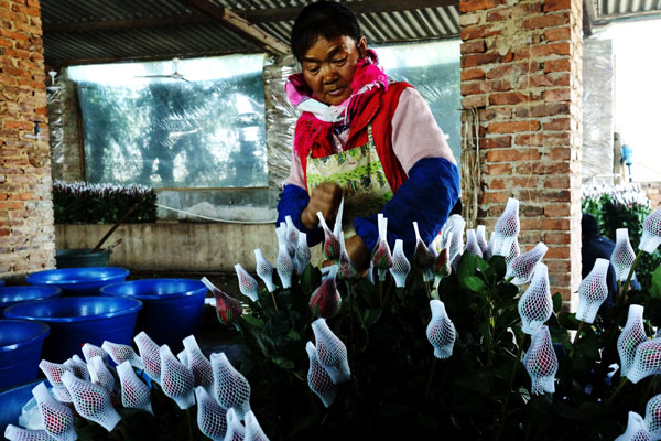 Reducing risks for Yunan's flower growers considered