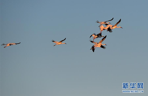 Jilin Momoge: white crane paradise