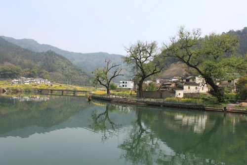 Rape Flowers in Wuyuan