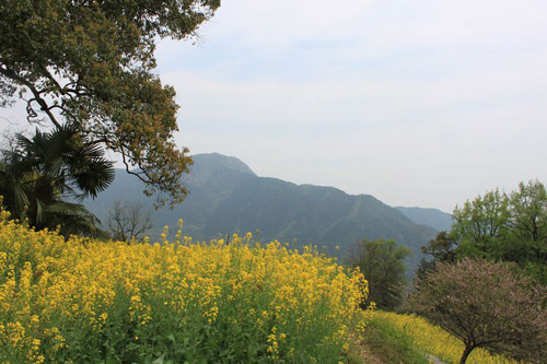 Rape Flowers in Wuyuan