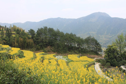 Rape Flowers in Wuyuan