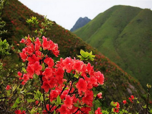 High altitude wild azalea bloom in Jing'an