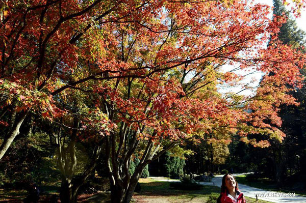 Autumn red leaves on Lushan Mountain