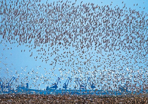 Tourist festivals: International Bird Watching Festival, Yalu River Wetlands (April)