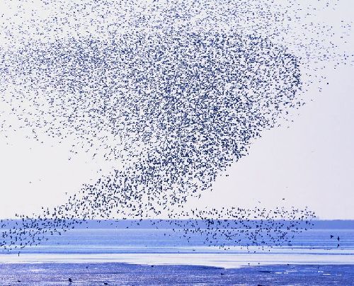 Tourist festivals: International Bird Watching Festival, Yalu River Wetlands (April)