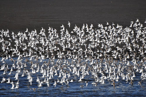 Tourist festivals: International Bird Watching Festival, Yalu River Wetlands (April)