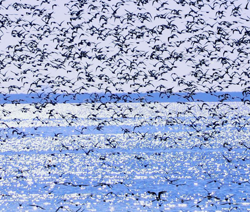 Sights: Bird lovers flock to Yalu River estuary