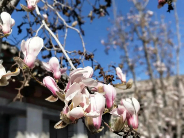 Places to admire magnolia flowers in Yantai