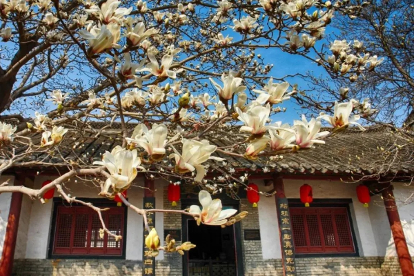 Places to admire magnolia flowers in Yantai