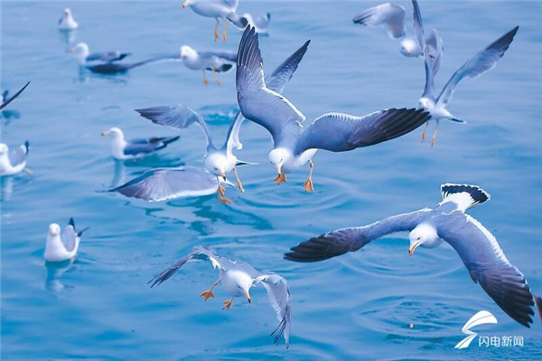 Flocks of seagulls forage, nest in Yantai