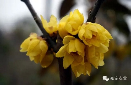 Time to enjoy wintersweet flower in Jiading