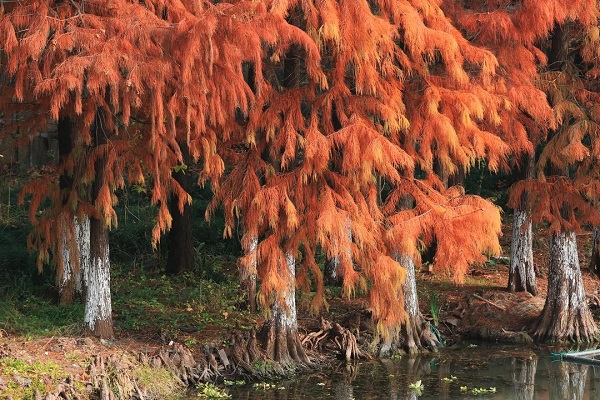 Reddish cypress trees set Jiading ablaze in late Dec