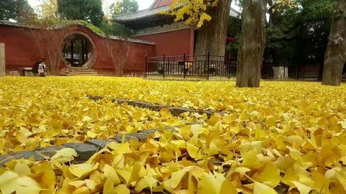 Seize the last golden yellow in early winter at Mount Tai