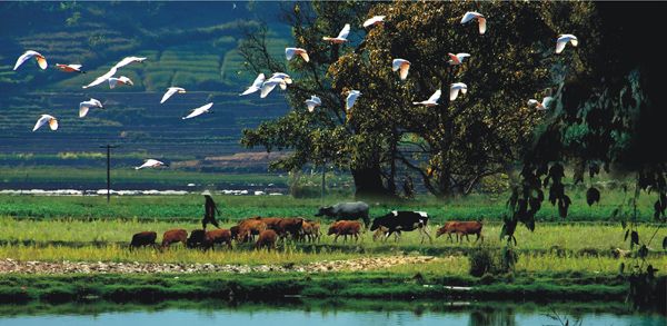 Ecological environment in Pu'er