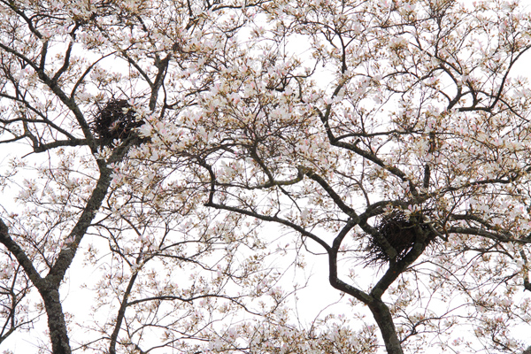 Ecological environment in Pu'er