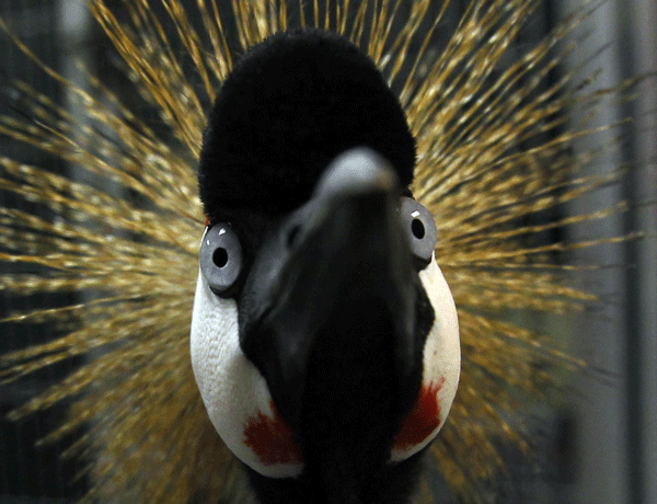 Rare African bird finds home in California